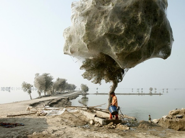 Spider web cocooons pakistan 44718 990x742